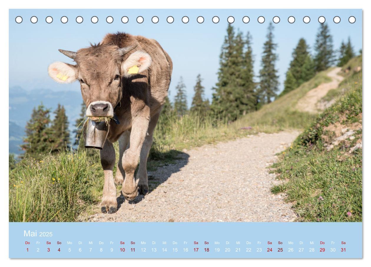 Bild: 9783383832192 | Allgäuer Rindvieh 2025 (Tischkalender 2025 DIN A5 quer), CALVENDO...