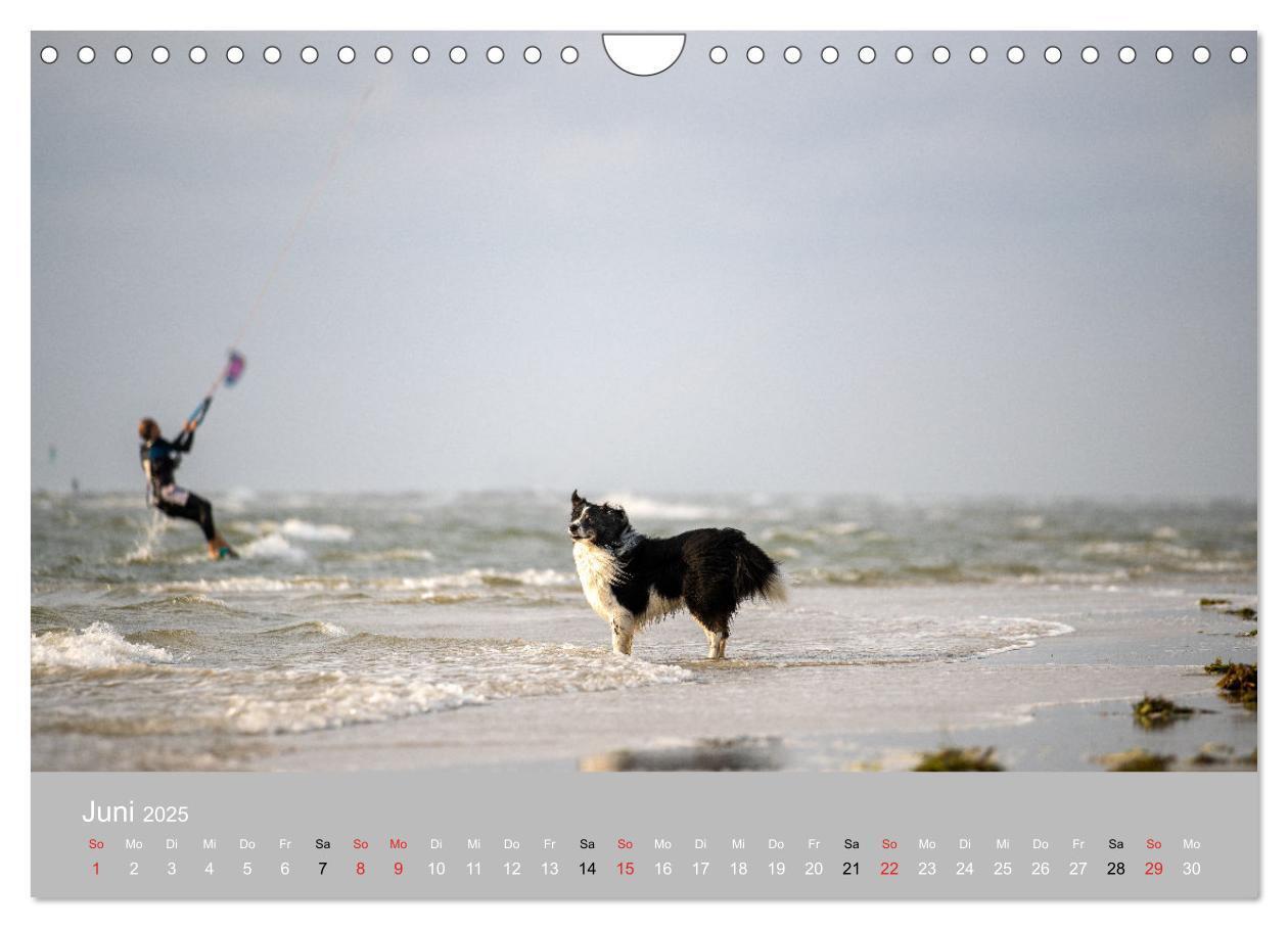 Bild: 9783435673247 | Australian Shepherd 2025 (Wandkalender 2025 DIN A4 quer), CALVENDO...