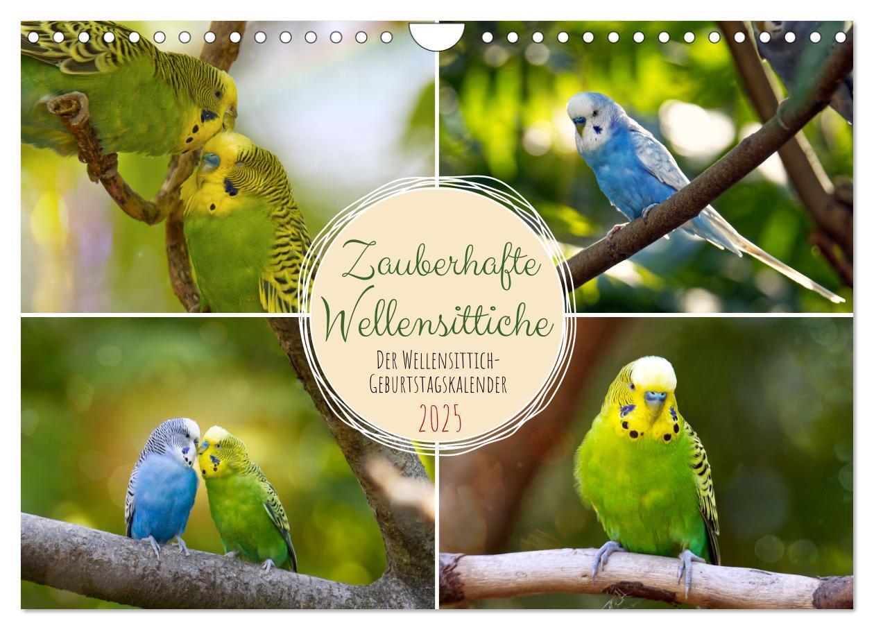 Cover: 9783383939884 | Zauberhafte Wellensittiche (Wandkalender 2025 DIN A4 quer),...