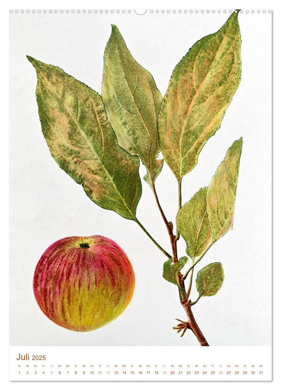 Bild: 9783457046029 | Obstbäume: Botanische Zeichnungen und historische Stiche...