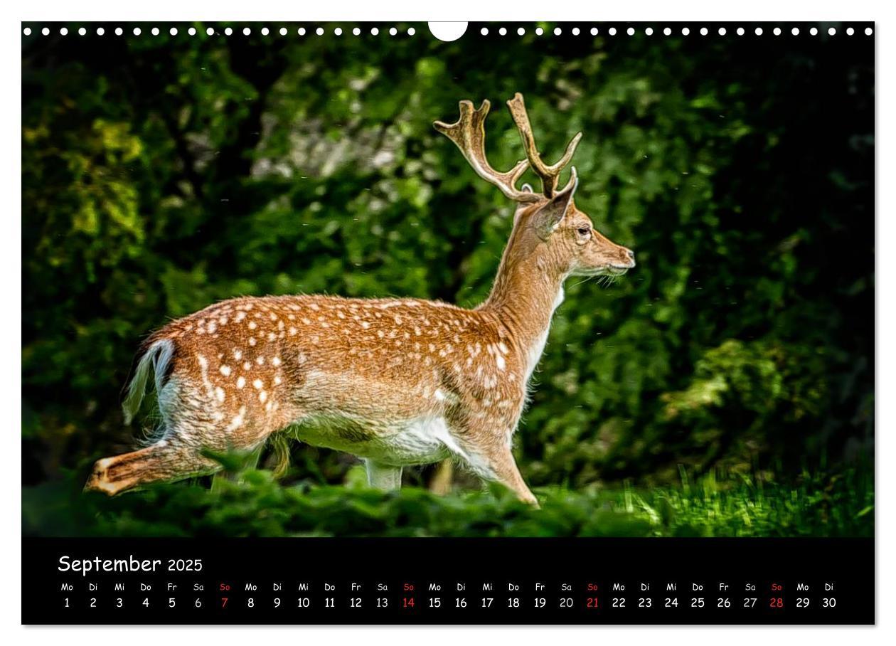 Bild: 9783435608928 | Rehe und Hirsche in freier Natur (Wandkalender 2025 DIN A3 quer),...