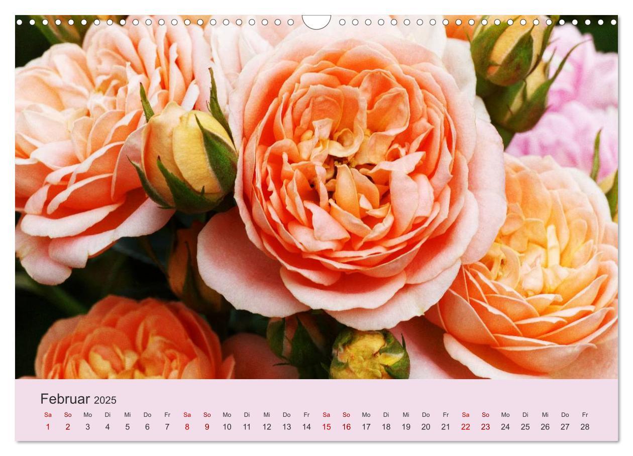 Bild: 9783435453221 | Rosen Reigen im Garten (Wandkalender 2025 DIN A3 quer), CALVENDO...