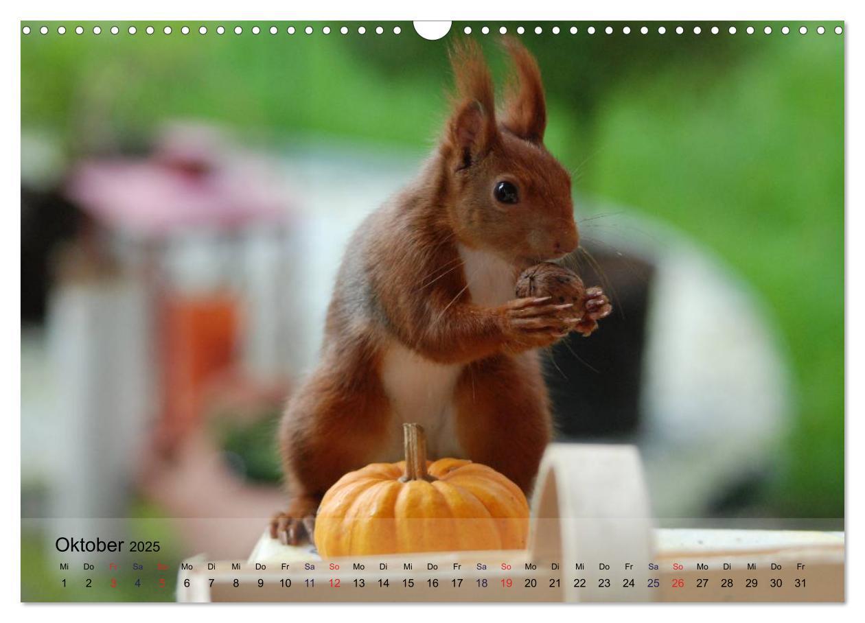 Bild: 9783435586936 | Spaß mit Eichhörnchen! (Wandkalender 2025 DIN A3 quer), CALVENDO...