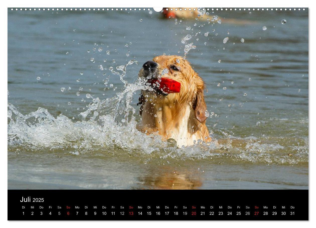 Bild: 9783435797387 | Golden Retriever - Ein Herz auf 4 Pfoten (hochwertiger Premium...