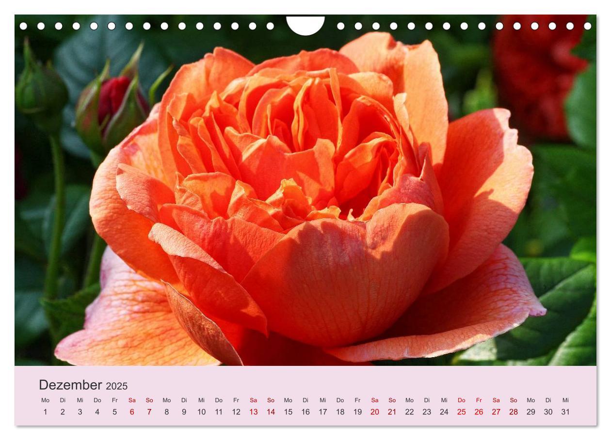 Bild: 9783435453566 | Rosen Reigen im Garten (Wandkalender 2025 DIN A4 quer), CALVENDO...