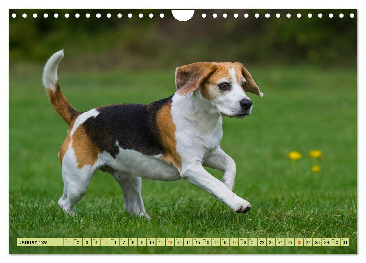 Bild: 9783435575800 | Beagle - Herz auf 4 Pfoten (Wandkalender 2025 DIN A4 quer),...