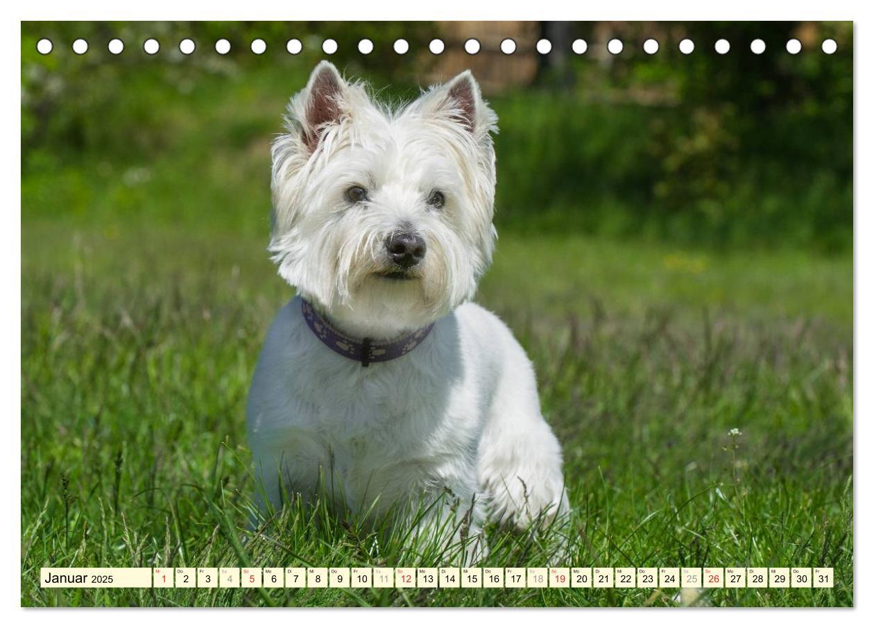 Bild: 9783435461714 | Kobold auf 4 Pfoten - West Highland White Terrier (Tischkalender...