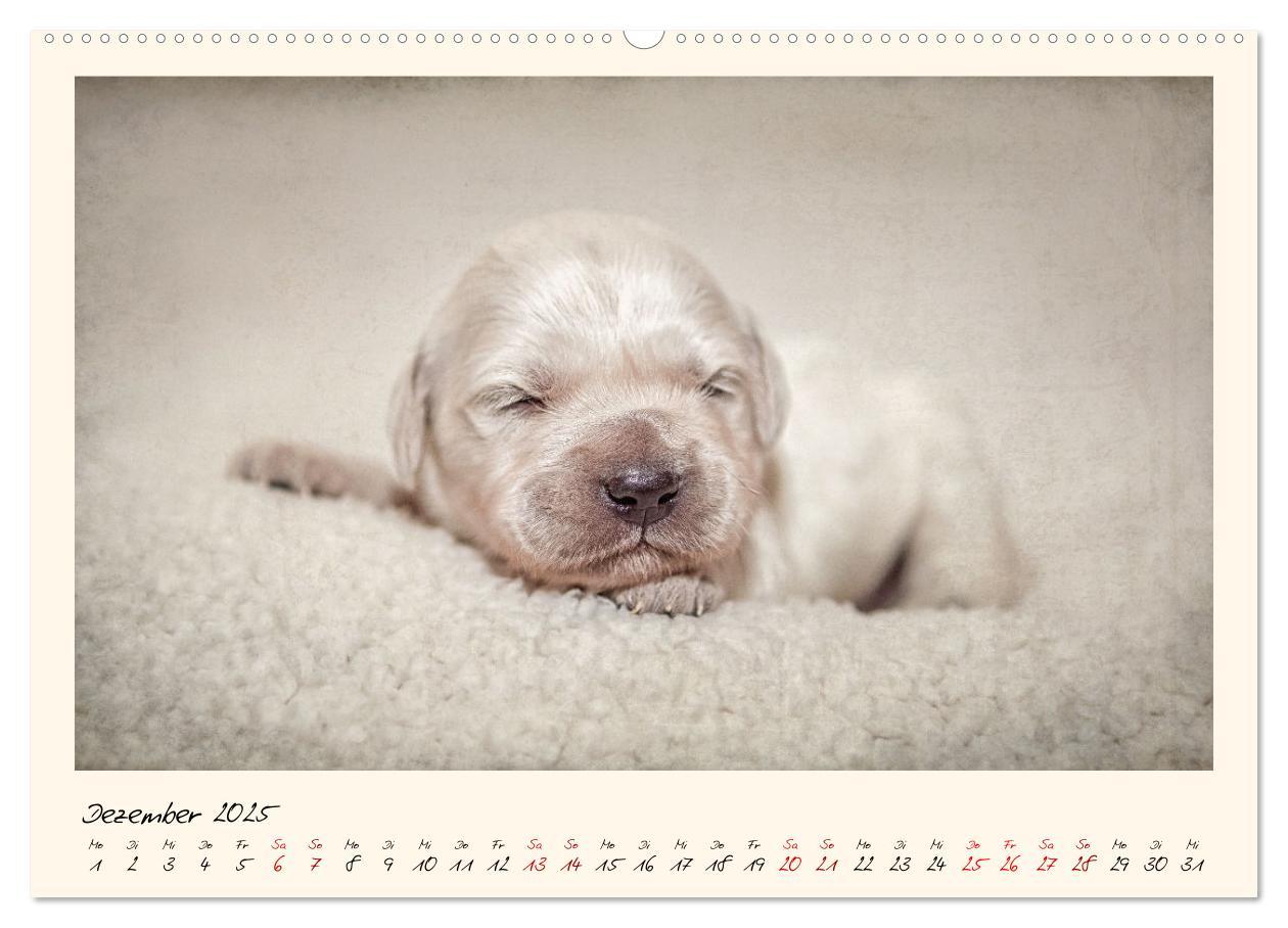 Bild: 9783383828355 | Golden Retriever... Herzenshunde (Wandkalender 2025 DIN A2 quer),...