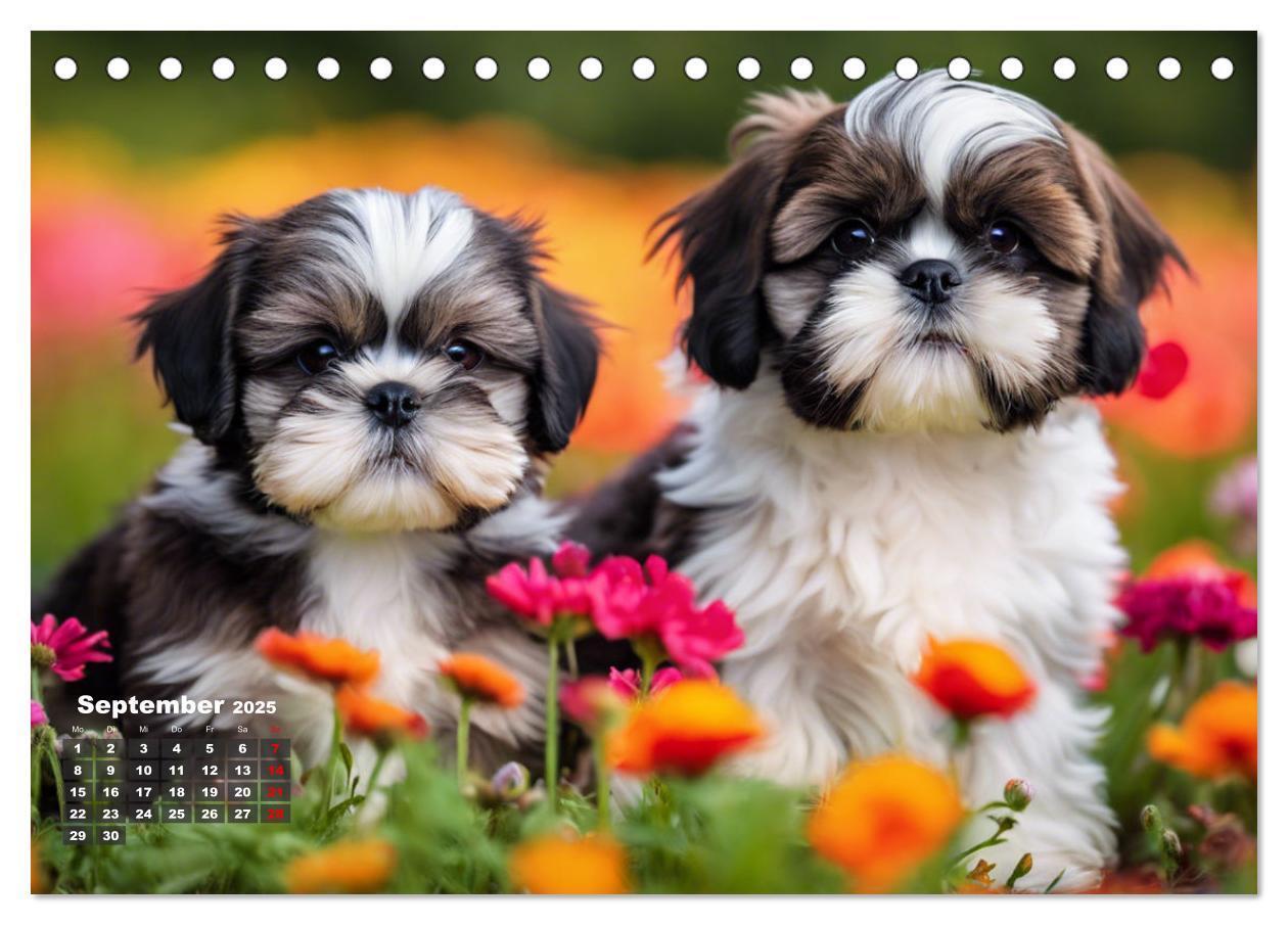 Bild: 9783435647279 | Shih Tzu - der wuschelige Hund aus Tibet (Tischkalender 2025 DIN A5...