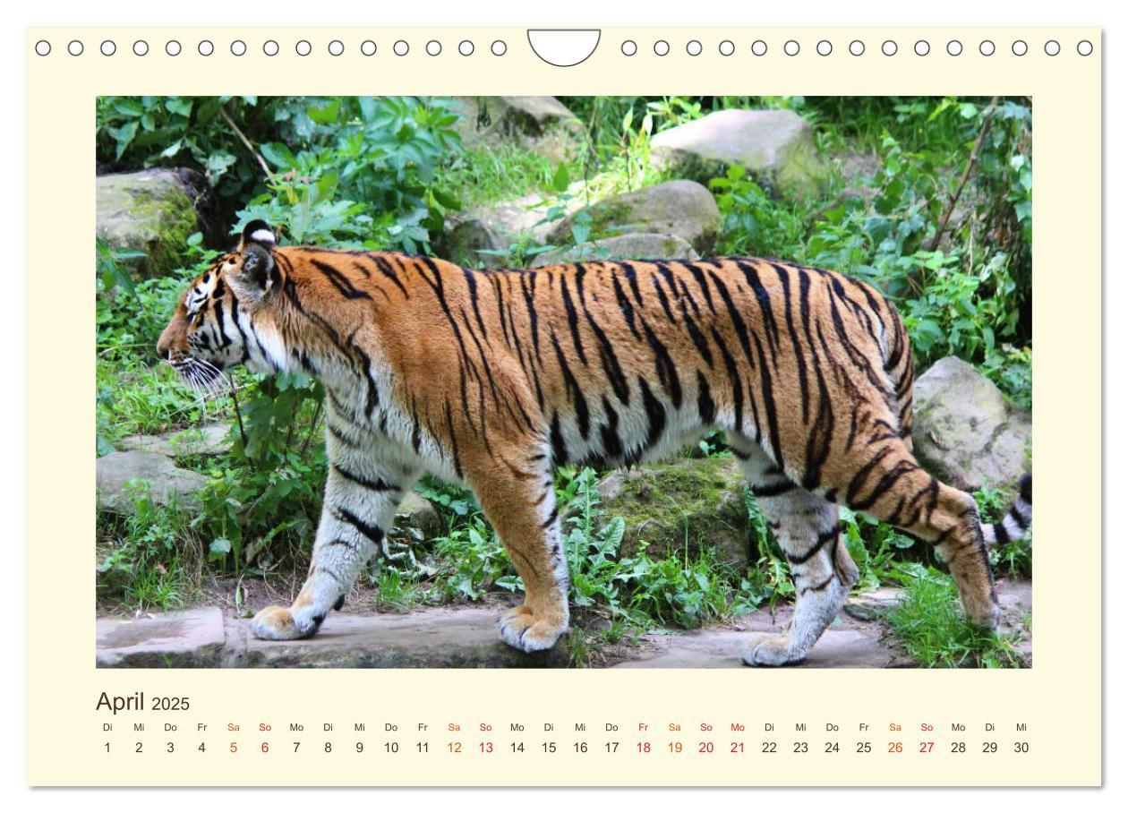 Bild: 9783435449378 | Sibirische Tigerportraits (Wandkalender 2025 DIN A4 quer), CALVENDO...