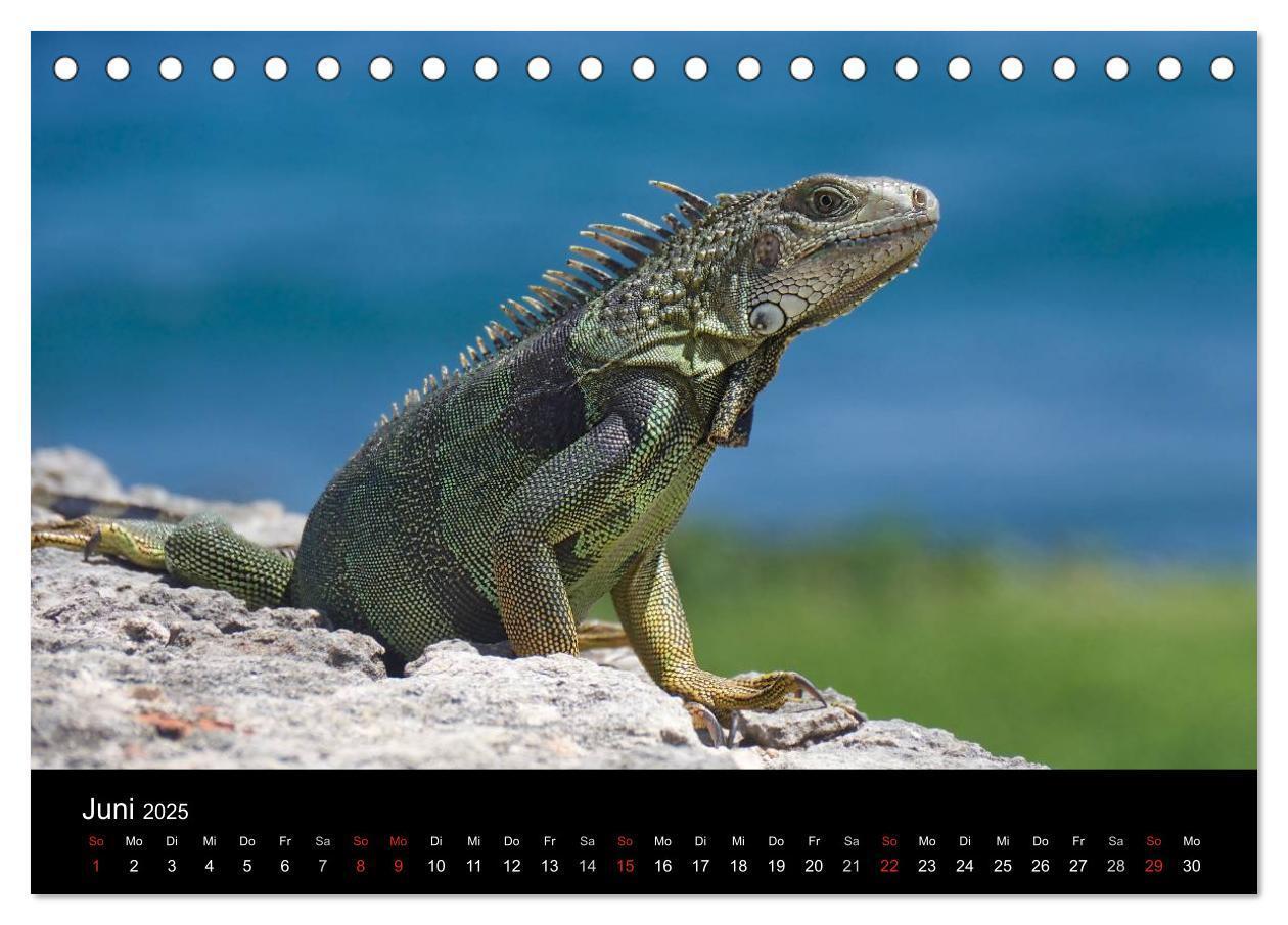 Bild: 9783435456277 | Trauminsel Puerto Rico (Tischkalender 2025 DIN A5 quer), CALVENDO...