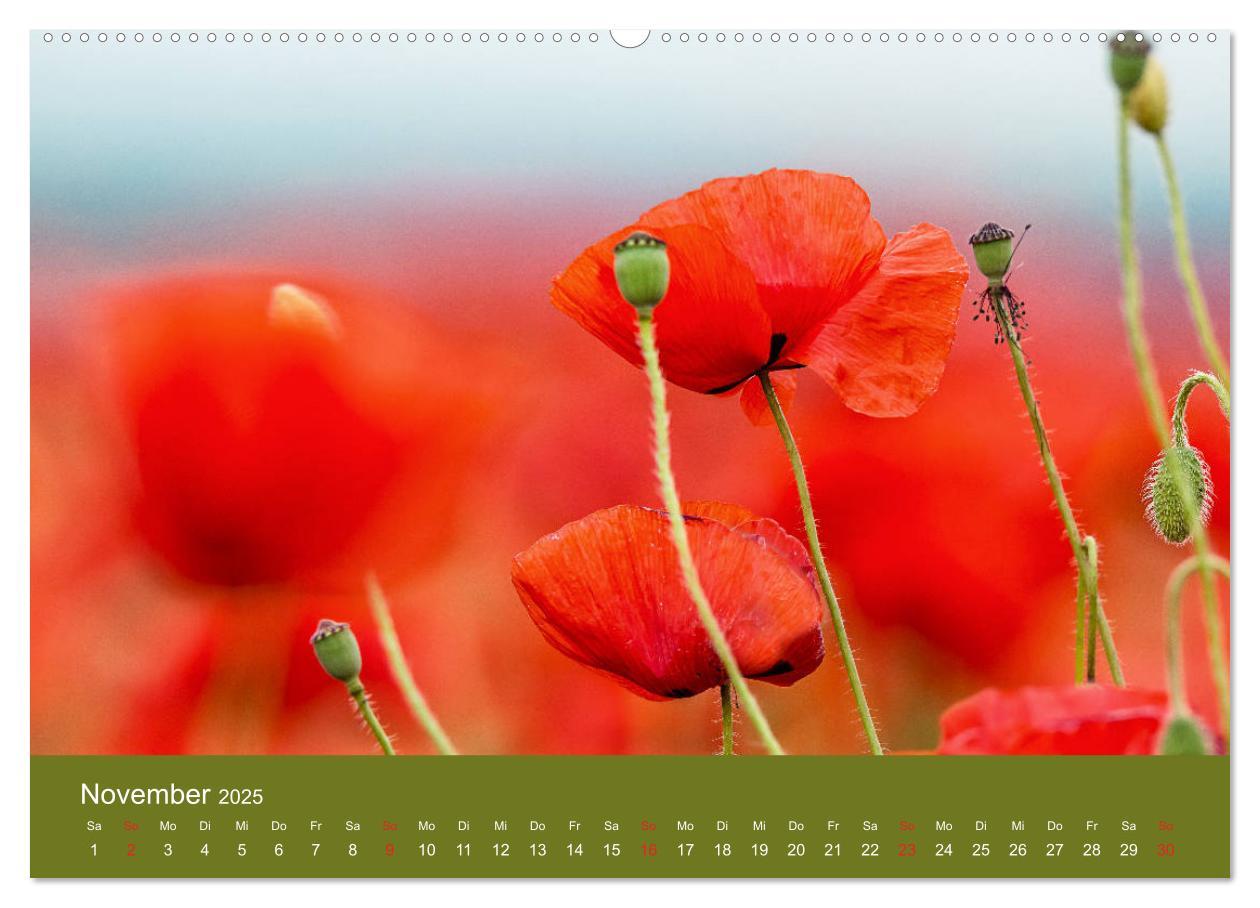 Bild: 9783435121885 | Mohnblumen Romantik (Wandkalender 2025 DIN A2 quer), CALVENDO...