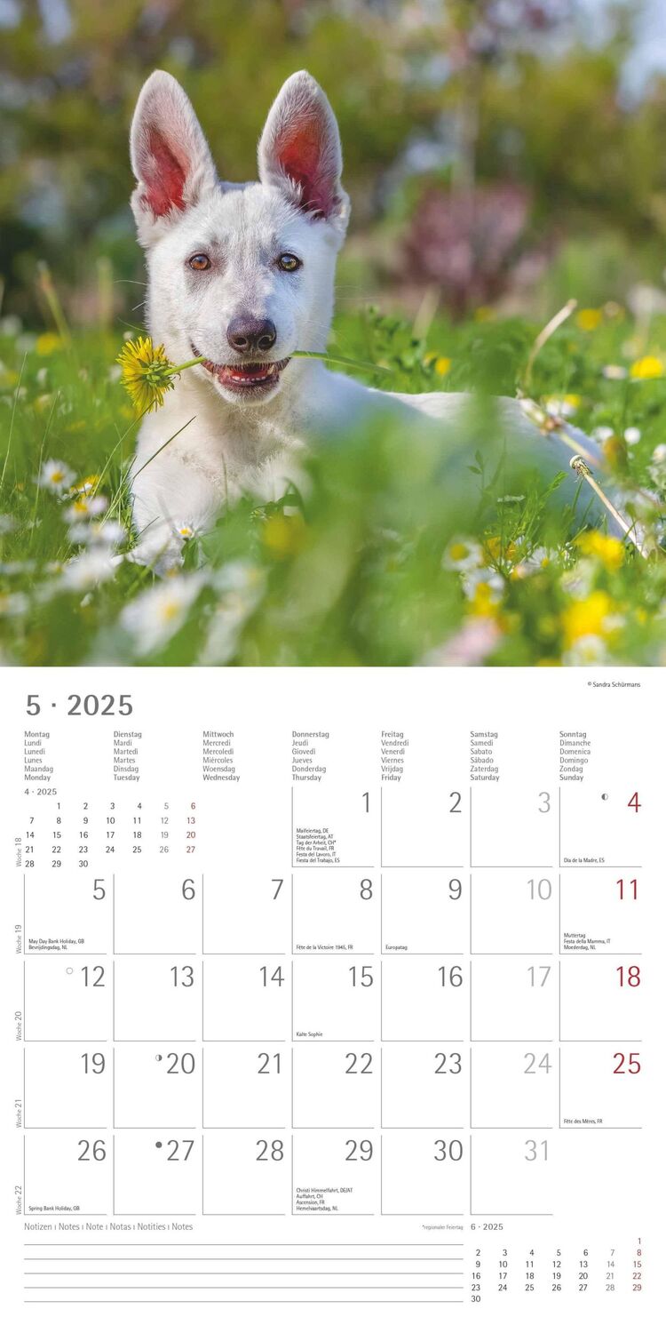 Bild: 4251732340650 | Hunde 2025 - Broschürenkalender 30x30 cm (30x60 geöffnet) -...