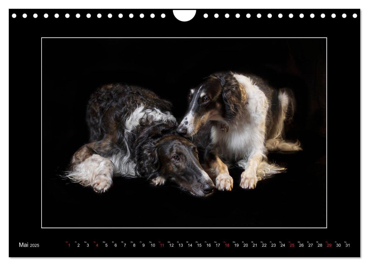 Bild: 9783435177707 | Windhunde - Schnelle Schönheiten (Wandkalender 2025 DIN A4 quer),...