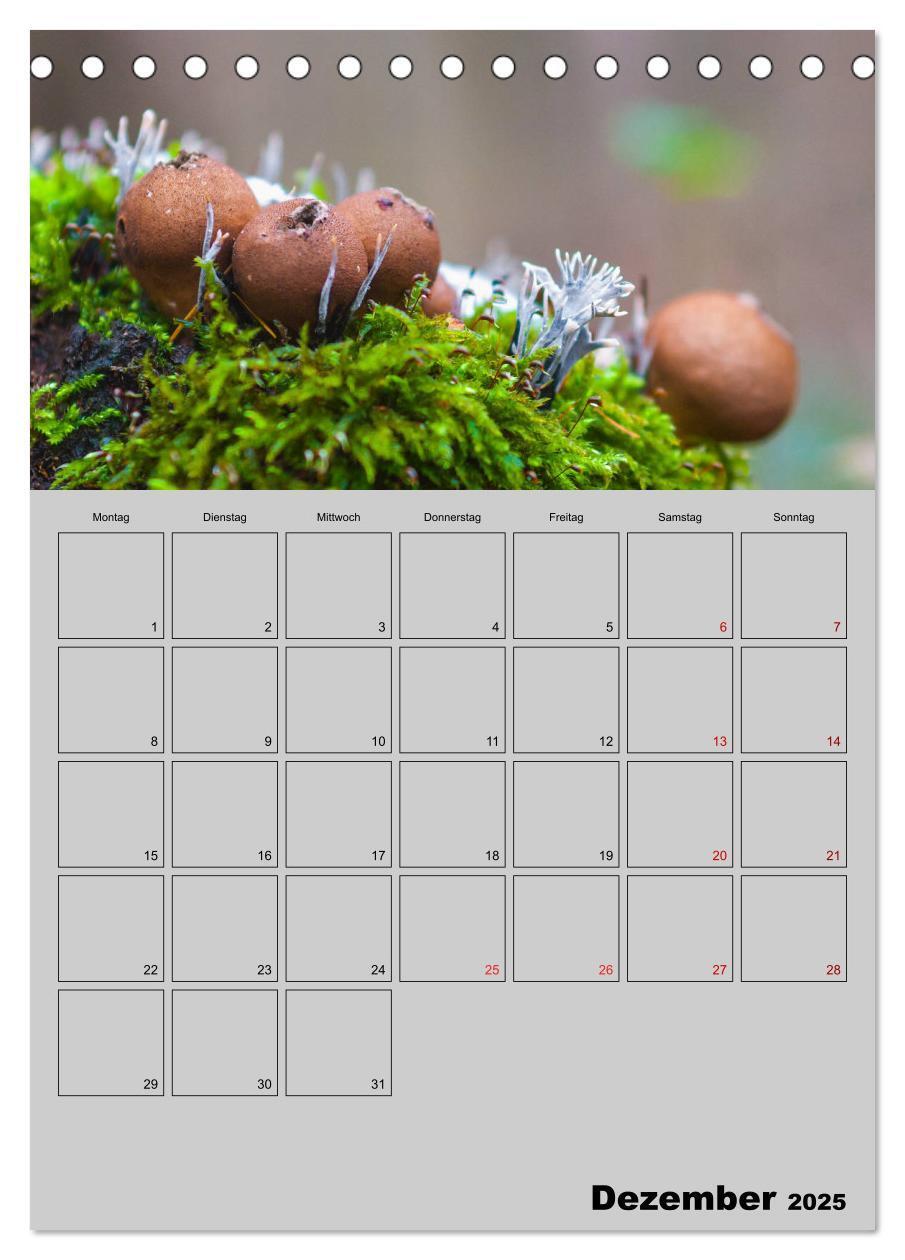 Bild: 9783435942367 | Quer durch die Pilze (Tischkalender 2025 DIN A5 hoch), CALVENDO...