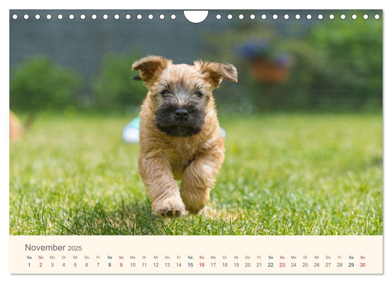 Bild: 9783435047277 | IRISH SOFT COATED WHEATEN TERRIER WELPEN 2025 (Wandkalender 2025...