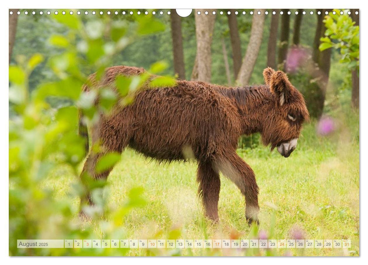 Bild: 9783435603619 | Zauberhafte Esel (Wandkalender 2025 DIN A3 quer), CALVENDO...