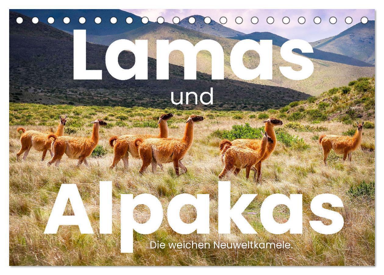 Cover: 9783435002566 | Lamas und Alpakas - Die weichen Neuweltkamele. (Tischkalender 2025...