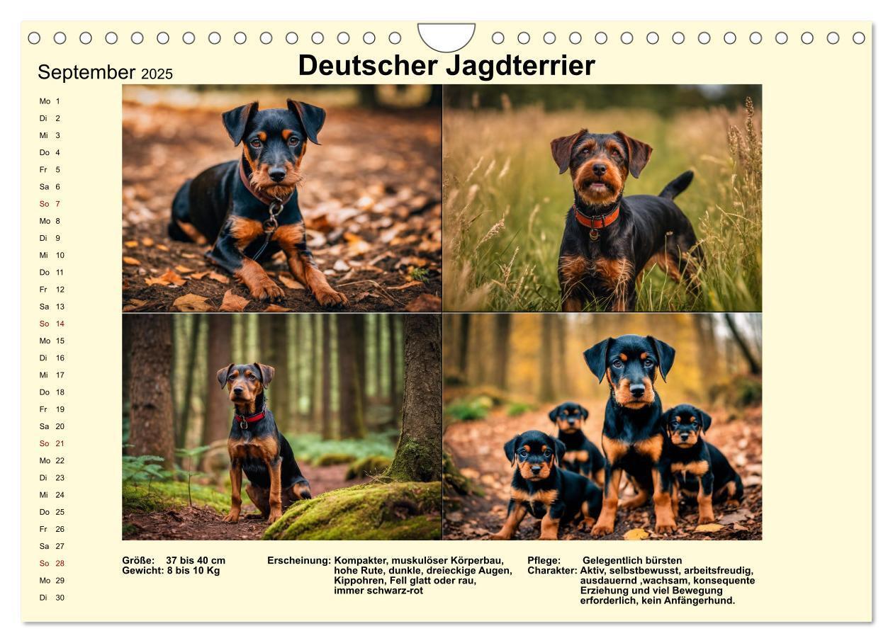 Bild: 9783435347896 | Terrier-Rassen im Portrait (Wandkalender 2025 DIN A4 quer),...