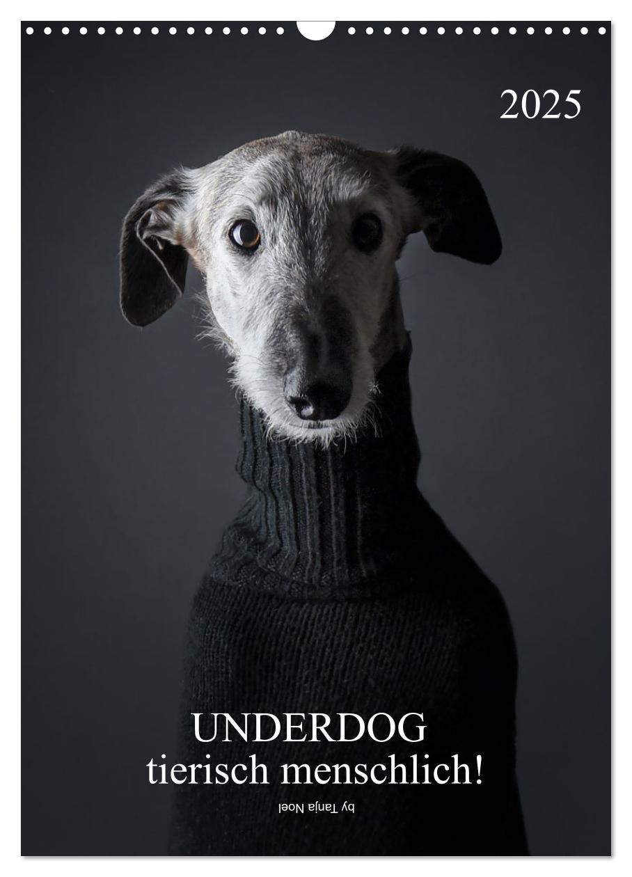 Cover: 9783435932870 | UNDERDOG - Windhundportraits (Wandkalender 2025 DIN A3 hoch),...