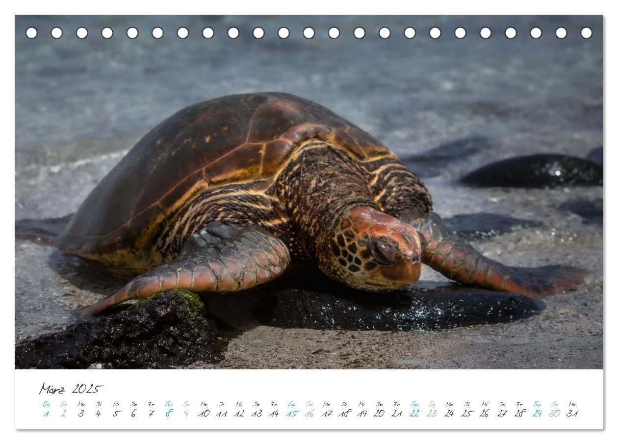 Bild: 9783383883361 | Die Riesenschildkröten der Galapagos Inseln (Tischkalender 2025 DIN...