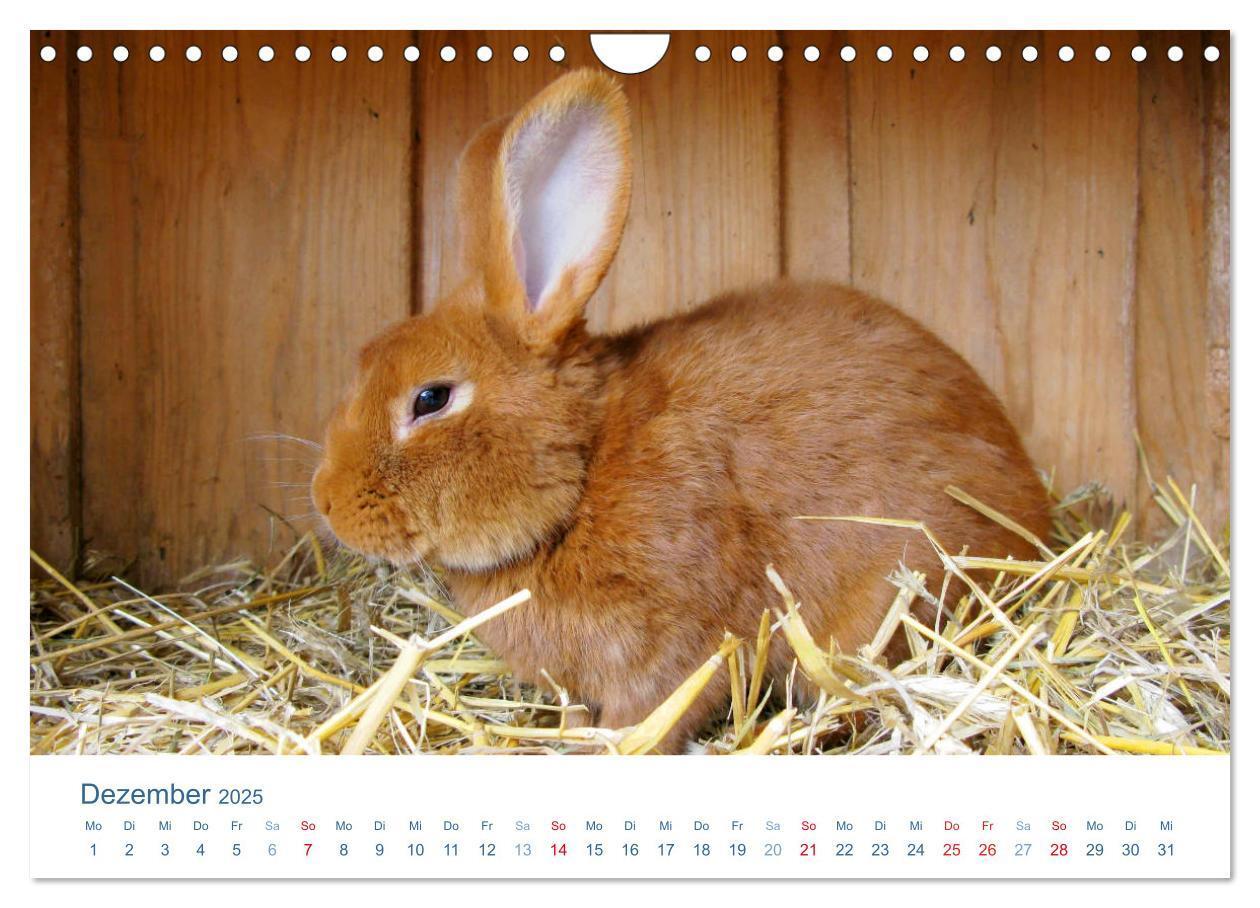 Bild: 9783435494507 | Tierisches Leben auf dem Bauernhof 2025 (Wandkalender 2025 DIN A4...