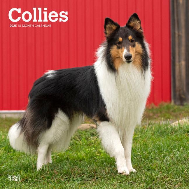 Cover: 9781975476861 | Collies 2025 12 X 24 Inch Monthly Square Wall Calendar Plastic-Free