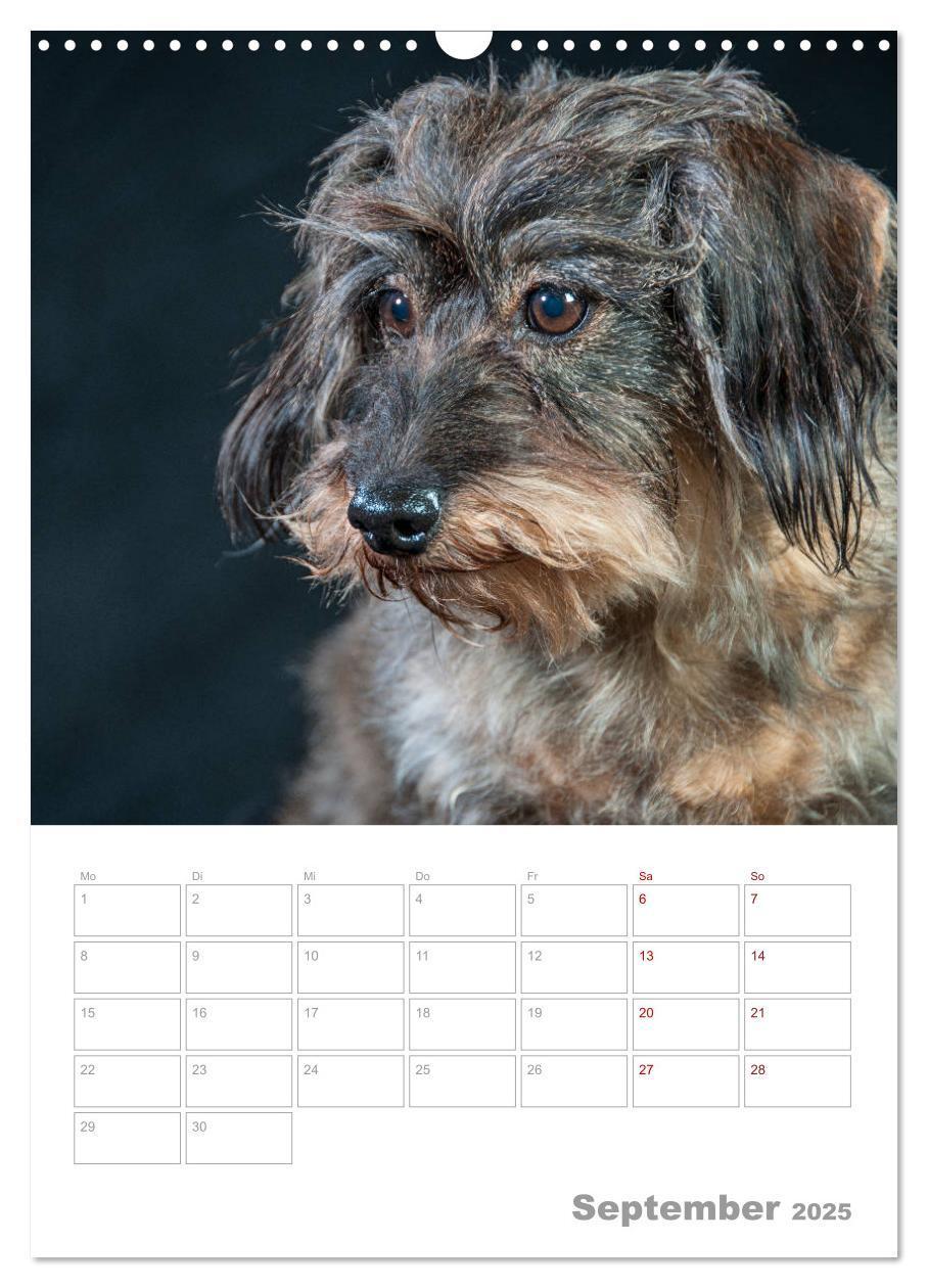 Bild: 9783435973668 | Dackelportraits (Wandkalender 2025 DIN A3 hoch), CALVENDO...