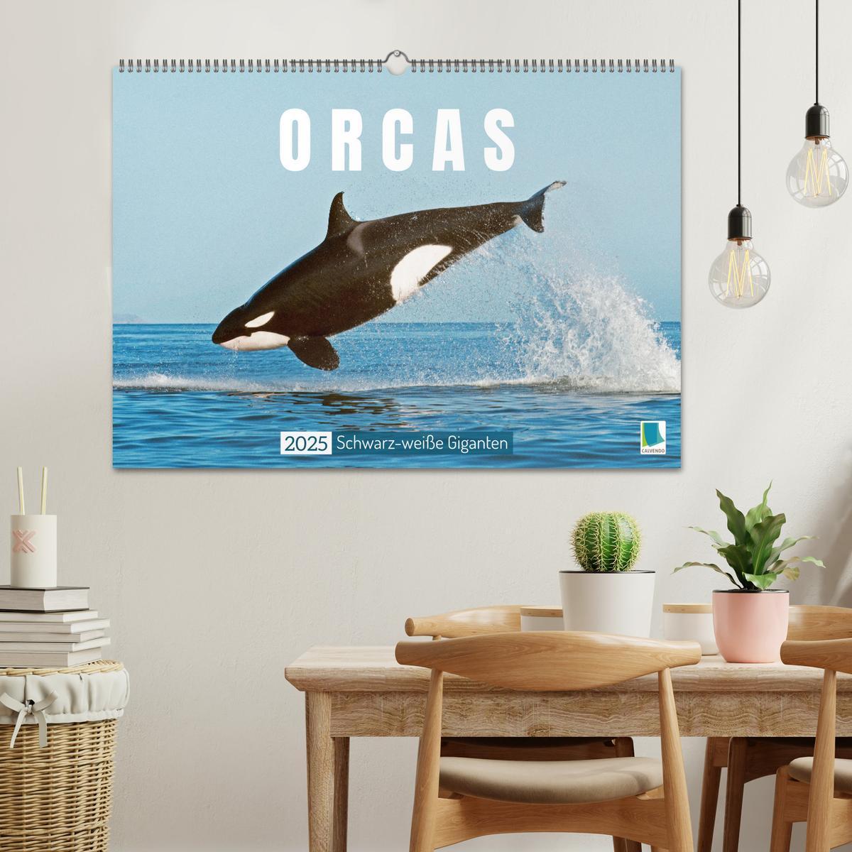 Bild: 9783383865626 | Orcas: Schwarz-weiße Giganten (Wandkalender 2025 DIN A2 quer),...