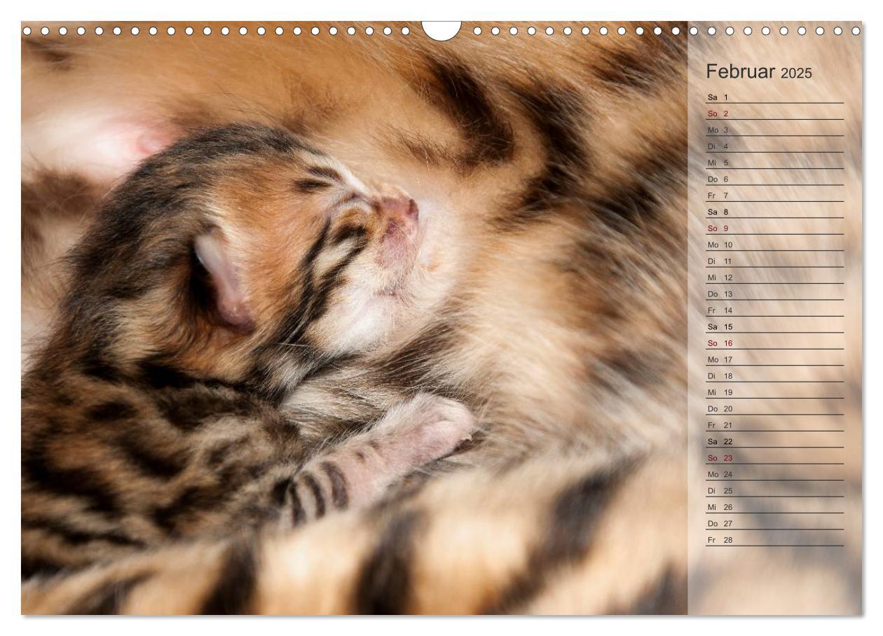 Bild: 9783435593071 | Die Bengalkatze. Edition Jungtiere (Wandkalender 2025 DIN A3 quer),...