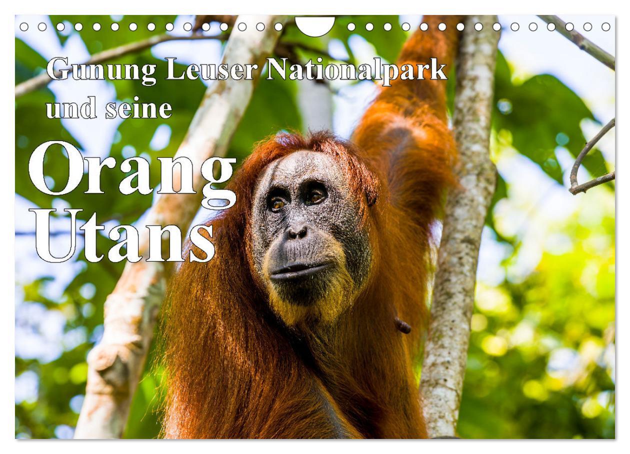 Cover: 9783457150726 | Gunung Leuser Nationalpark und seine Orang Utans (Wandkalender 2025...