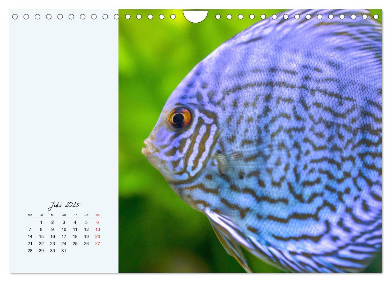 Bild: 9783435230563 | Diskusfische. Die bezaubernden Lieblinge vieler Aquarianer...