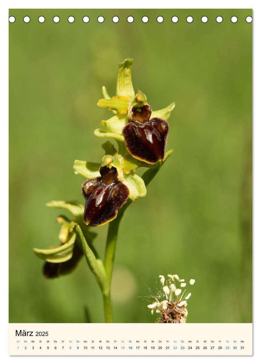 Bild: 9783457079850 | Einheimische Orchideen (Tischkalender 2025 DIN A5 hoch), CALVENDO...