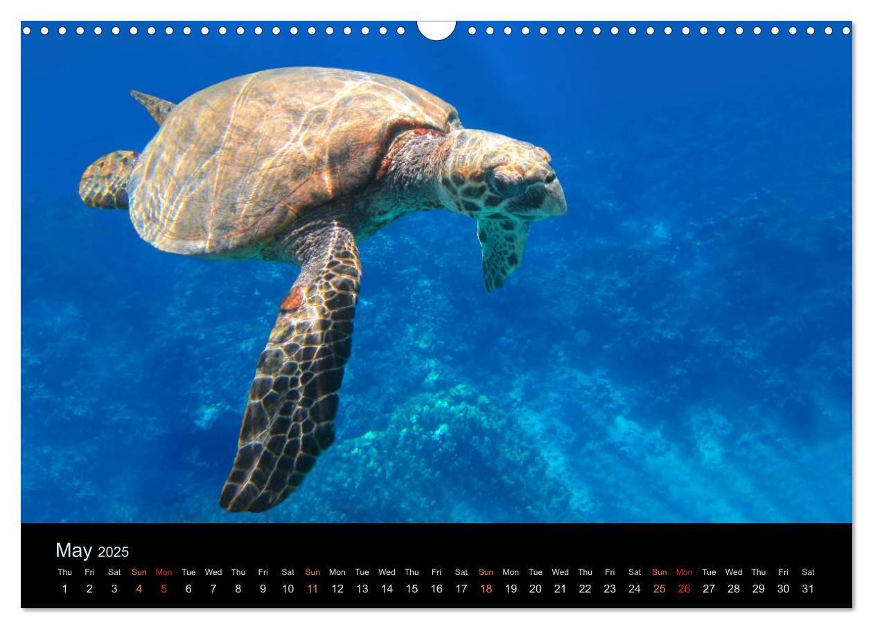 Bild: 9781325959273 | Water Dreams-journey through the sea (Wall Calendar 2025 DIN A3...