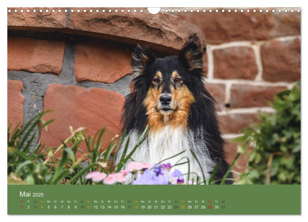 Bild: 9783435018598 | Der Collie der beste Hund der Welt (Wandkalender 2025 DIN A3 quer),...