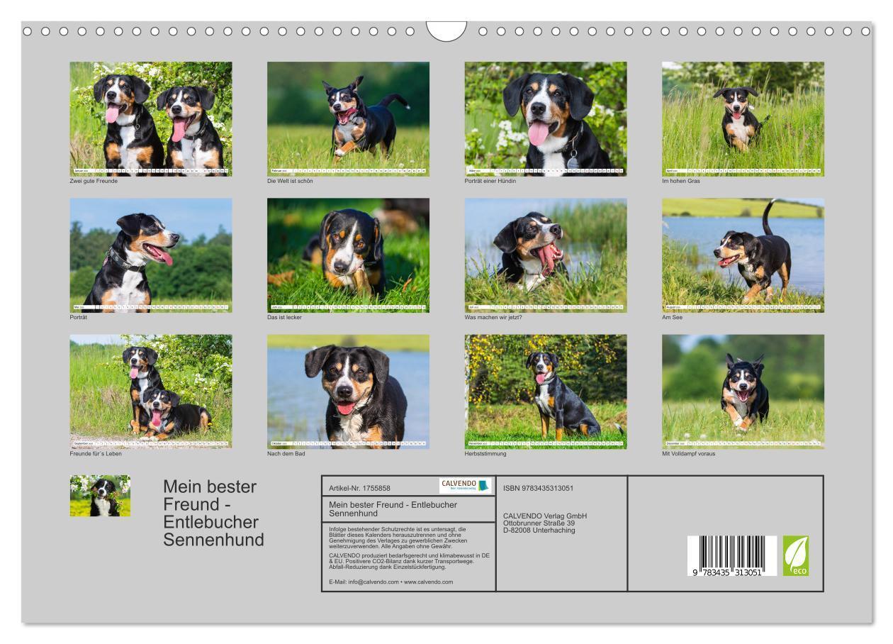 Bild: 9783435313051 | Mein bester Freund - Entlebucher Sennenhund (Wandkalender 2025 DIN...