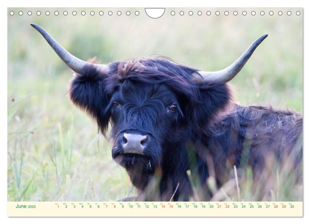 Bild: 9781325956616 | The Hairy Cow Calendar (Wall Calendar 2025 DIN A4 landscape),...