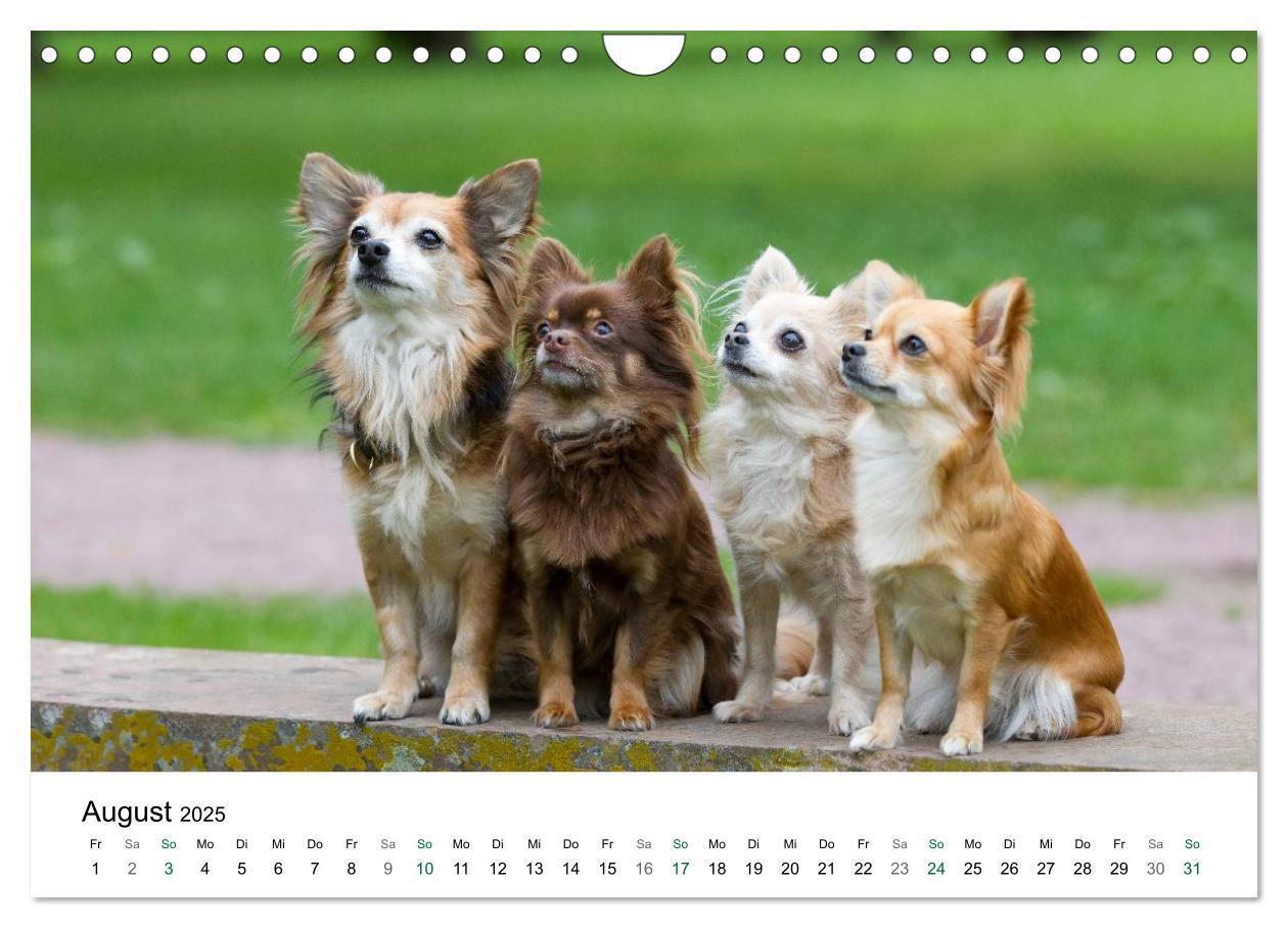 Bild: 9783435772810 | Chihuahuas - kleine Herzensbrecher (Wandkalender 2025 DIN A4 quer),...