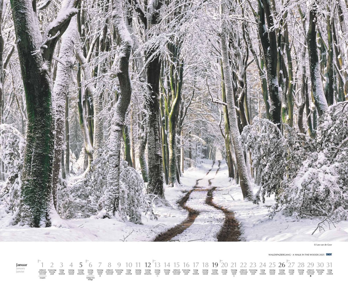 Bild: 4250809653426 | Waldspaziergang 2025 - Fotokunst-Kalender - Querformat 60 x 50 cm -...