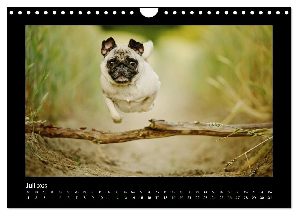 Bild: 9783435645725 | Der Feldfurchen-Mops (Wandkalender 2025 DIN A4 quer), CALVENDO...