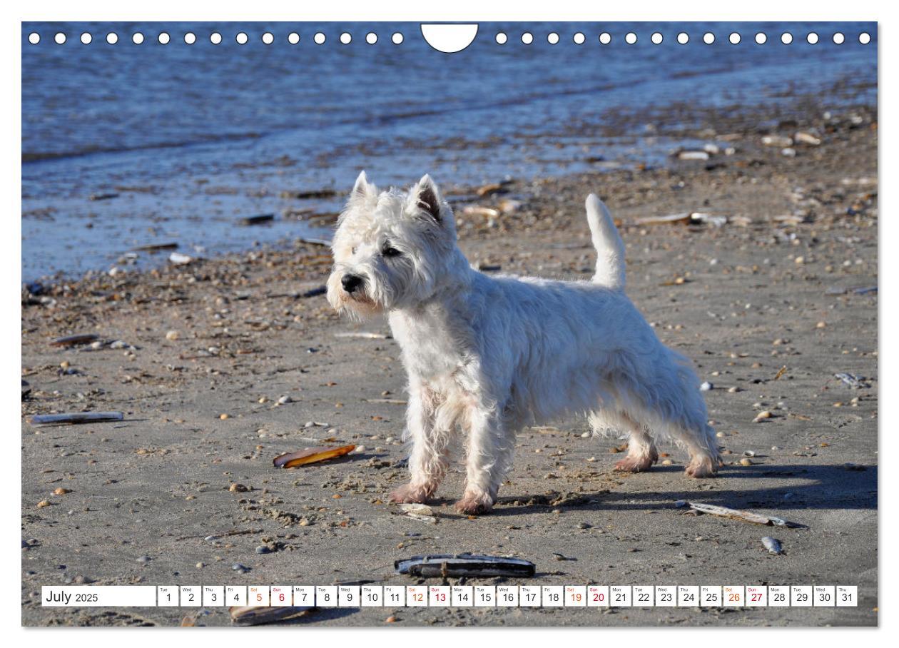 Bild: 9781325930739 | West Highland White Terrier - Your charming companion (Wall...