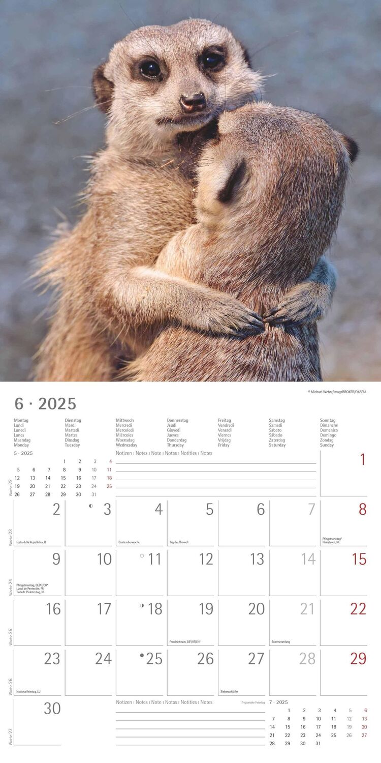 Bild: 4251732340742 | Erdmännchen 2025 - Broschürenkalender 30x30 cm (30x60 geöffnet) -...