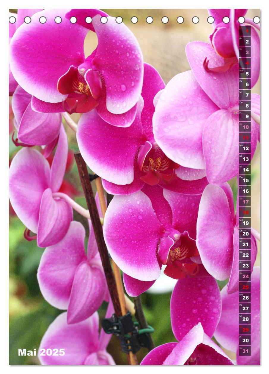 Bild: 9783435843077 | Phalaenopsis - Schöne Schmetterlingsorchideen (Tischkalender 2025...