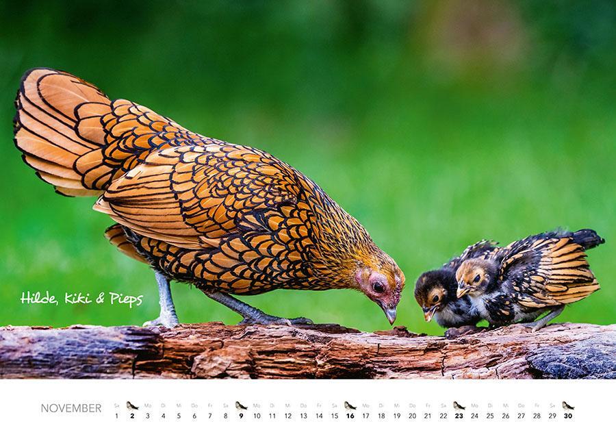 Bild: 9783966648349 | Tierkinder auf dem Bauernhof Kalender 2025 | J. -L. Klein (u. a.)