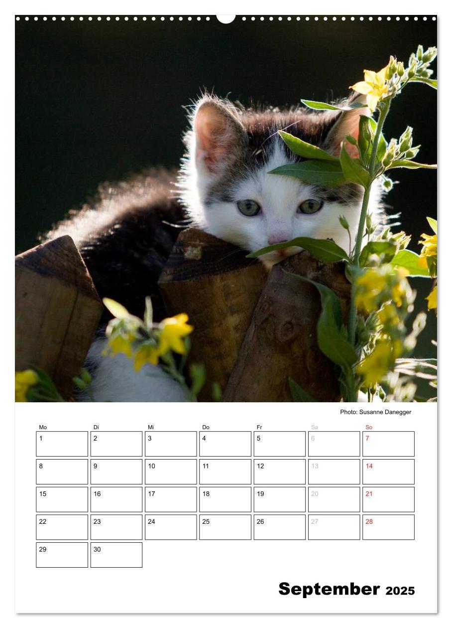 Bild: 9783457086063 | Katzenkinder - Impressionen (Wandkalender 2025 DIN A2 hoch),...