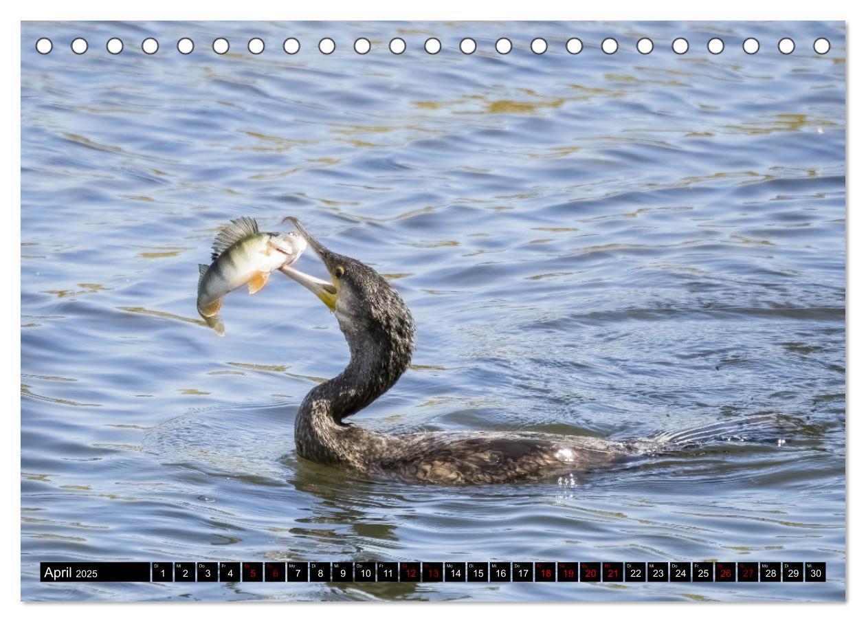 Bild: 9783435054008 | Der Kormoran - Ein intelligenter Fischjäger (Tischkalender 2025 DIN...