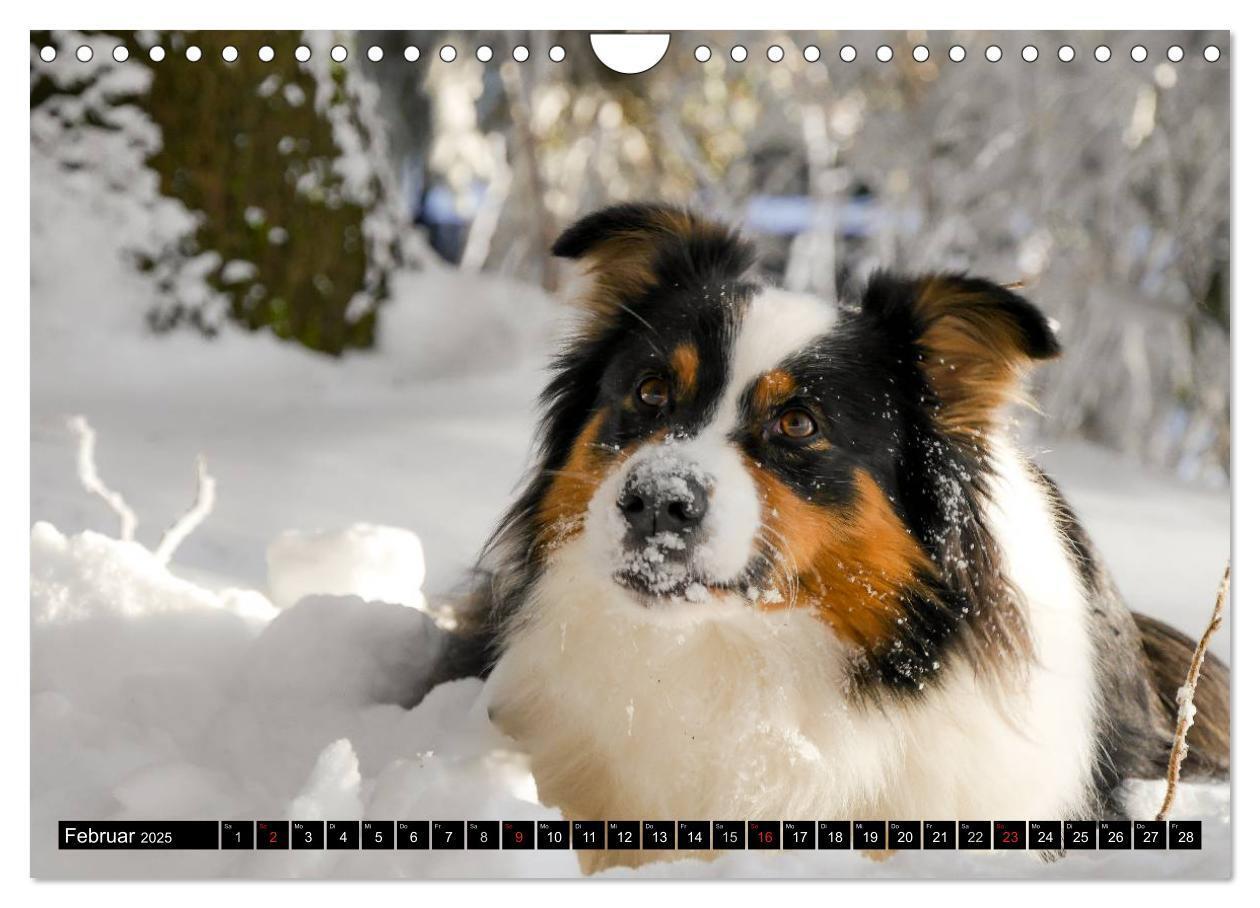 Bild: 9783435553624 | Australian Shepherd - Lebensfreude auf vier Pfoten (Wandkalender...