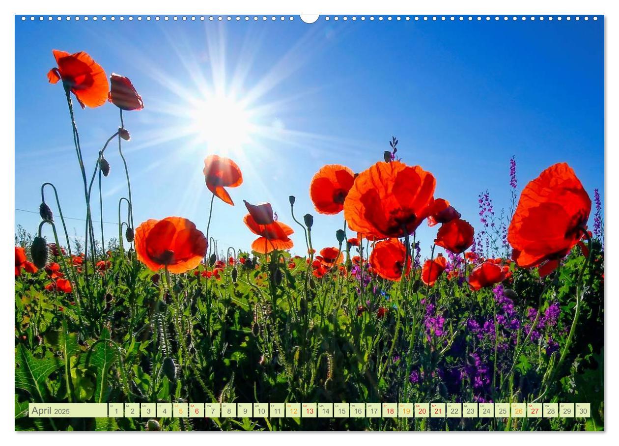 Bild: 9783435473083 | Blumenwiesen ¿ ein blütenzauberhaftes Jahr (Wandkalender 2025 DIN...