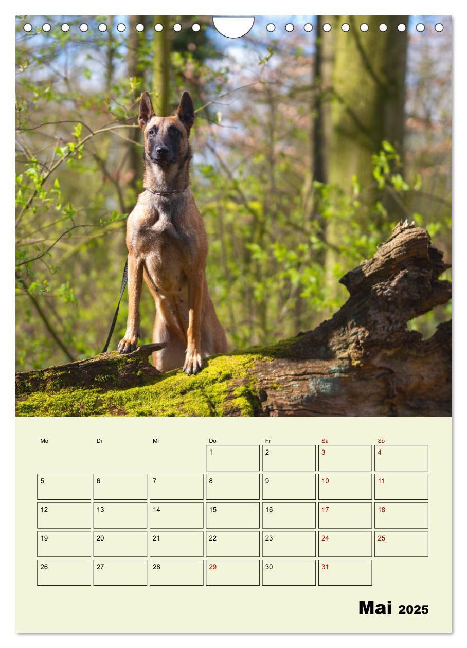 Bild: 9783435947447 | Malinois verlässliche Begleiter (Wandkalender 2025 DIN A4 hoch),...