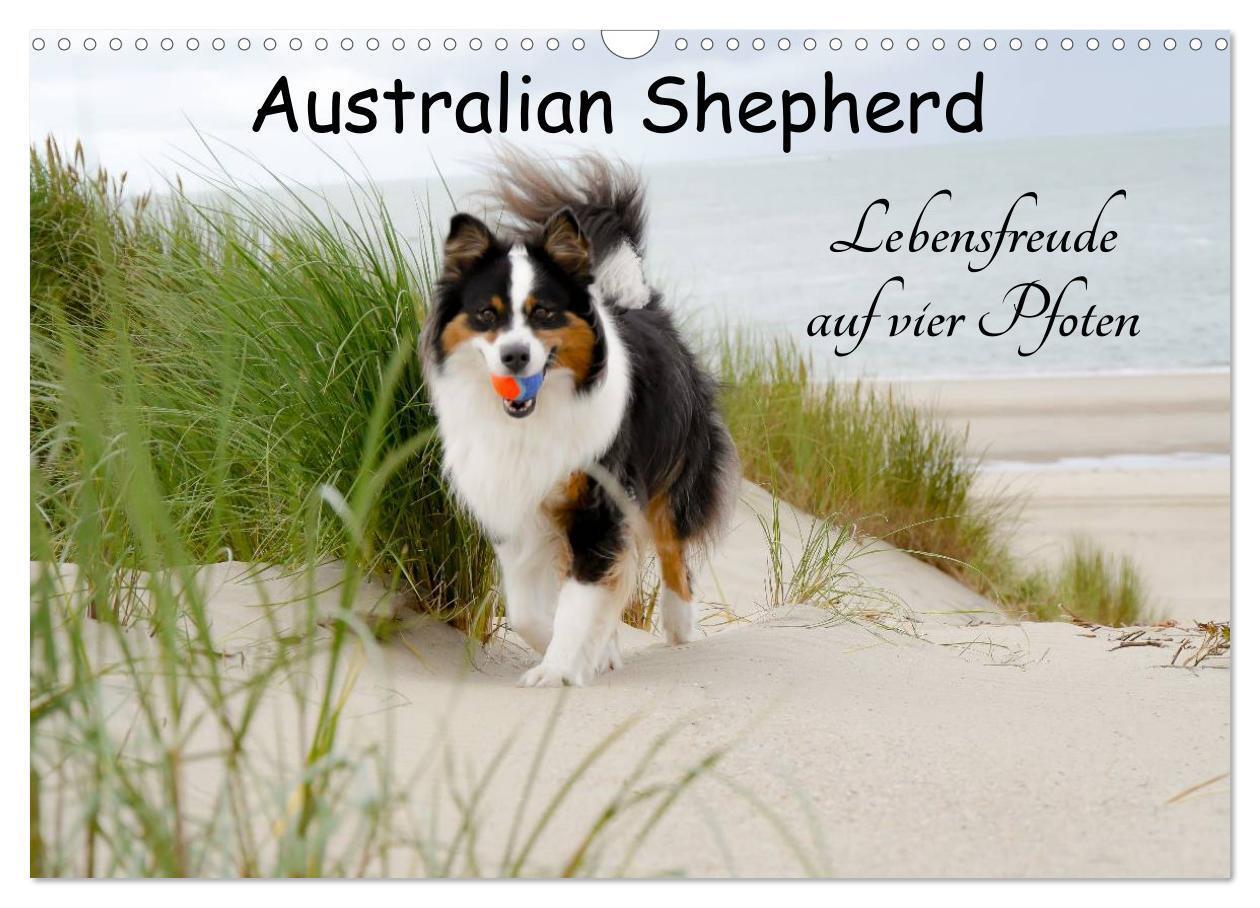 Cover: 9783435553129 | Australian Shepherd - Lebensfreude auf vier Pfoten (Wandkalender...